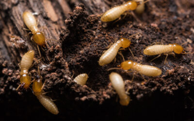 Termite & Wood-Destroying Organism Inspections: What Florida Buyers Need to Know